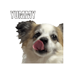 Chihuahua and Shih Tzu mixed breed memes