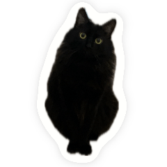 Black cat Bobo comes alive