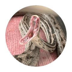 蛇ちゃんたちのスタンプ  snake stamp