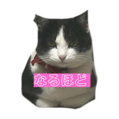 CAT Japan bw