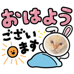The daily life of a cat(sasakama neko)