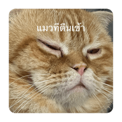 Orange cat_20240205104010