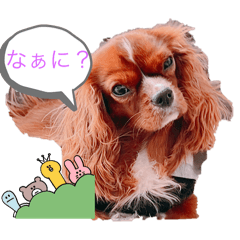 Tyankame_20240205170612