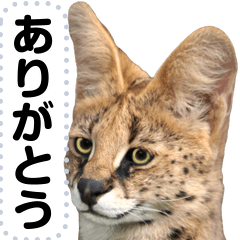 Obedient feeling of the serval
