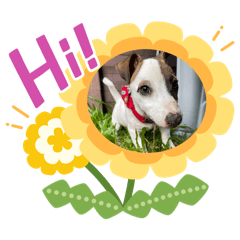 Cookie - the Jack Russell Terrier