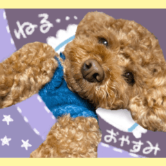 realistic toy poodle2