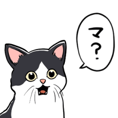 talking Hachiware cat  surprised face
