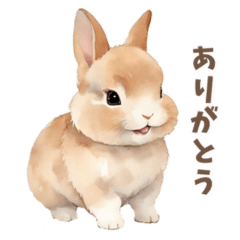 netherland dwarf rabbit daily life