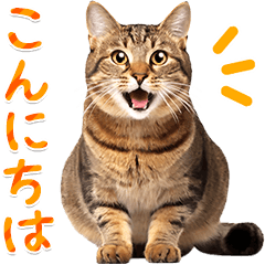 สติกเกอร์รูปภาพ แมวลายแมวสีน้ำตาลน่ารัก