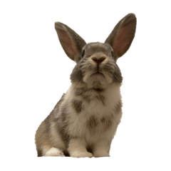 OMOCHI_20240206135903