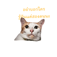 Atthachai_20240206153707