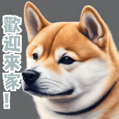 温馨柴犬瞬间