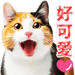 可愛的印花布貓照片貼紙(台灣版)