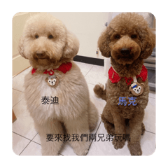泰迪與馬克的生活日誌