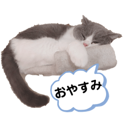 sakura_20240206170635