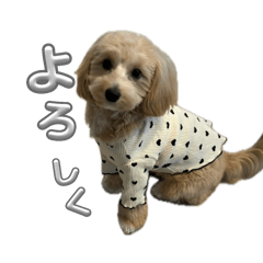 Syo_20240206183317