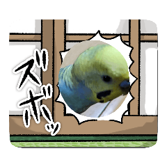 korohi_20240206224019