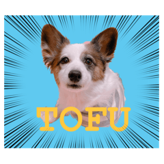 tofu_20240206230232