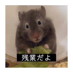 ジーニアスまさかり3