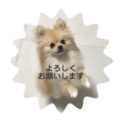 Pomeranian Popo_20240207081851