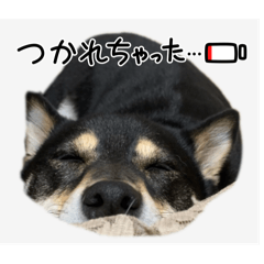 marukesuyan
