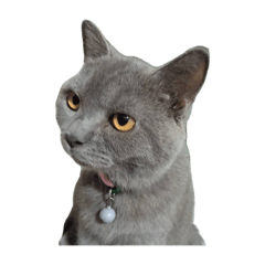 Nikul_20240208083936