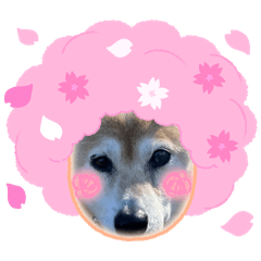 suzu_20240207203801