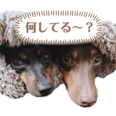 ‪我が家のぴくりる姉妹