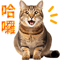 可愛的棕色虎斑貓照片貼紙.(台灣版)