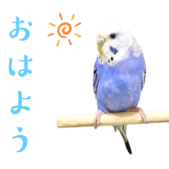 cute budgie girl