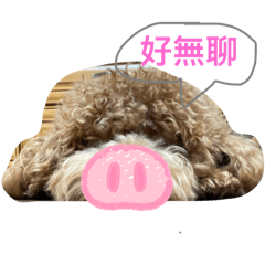豬果果