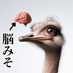 Dumb ostrich