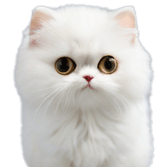 Cute Persian cat by Nimo3