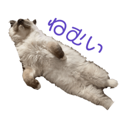 omochi_20240209113146