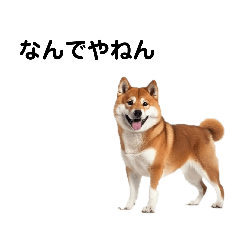 関西弁な犬たち