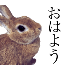 A rabbit named Mugi 2024