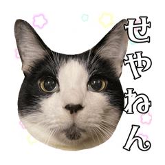 パラノイヤ雑貨店の猫様達⑥コテコテ関西弁