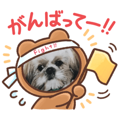 Shih Tzu_pato