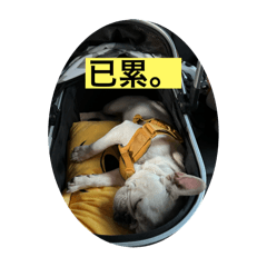 有妮真好/法鬥