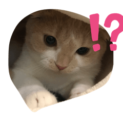 chisa_20240210073703