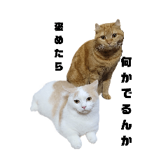 moo_20240209214016
