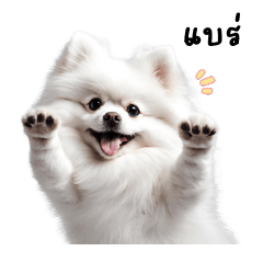 Extroverted Pomeranian Dog : White Pom