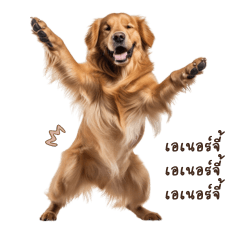 Golden Dog : Nice Golden Retriever