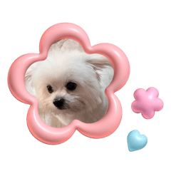 cute little fufu