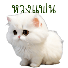 Cute Persian cat by Nimo2