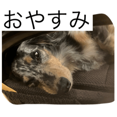 dog run and