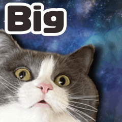 【Big】見やすい！使える☆もふ猫スタンプ