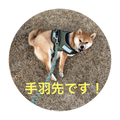 shibainu kinako_20240210150930