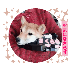 A Moving Cute Shiba Inu Sakura sticker 2