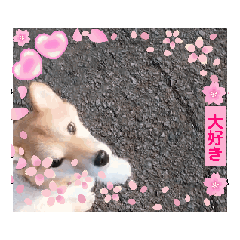 A Moving Cute Shiba Inu Sakura sticker 3